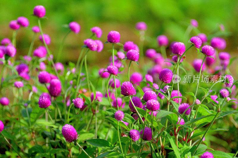 Gomphrena globosa /球形苋菜花